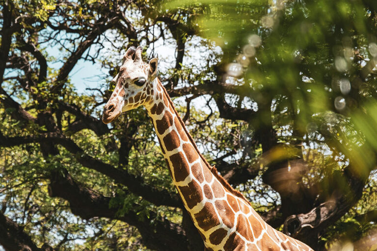 Giraffe