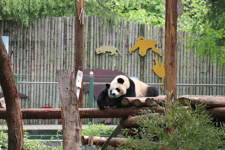 Panda Bear